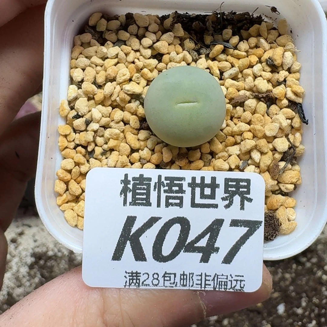 多肉植物多肉植物f