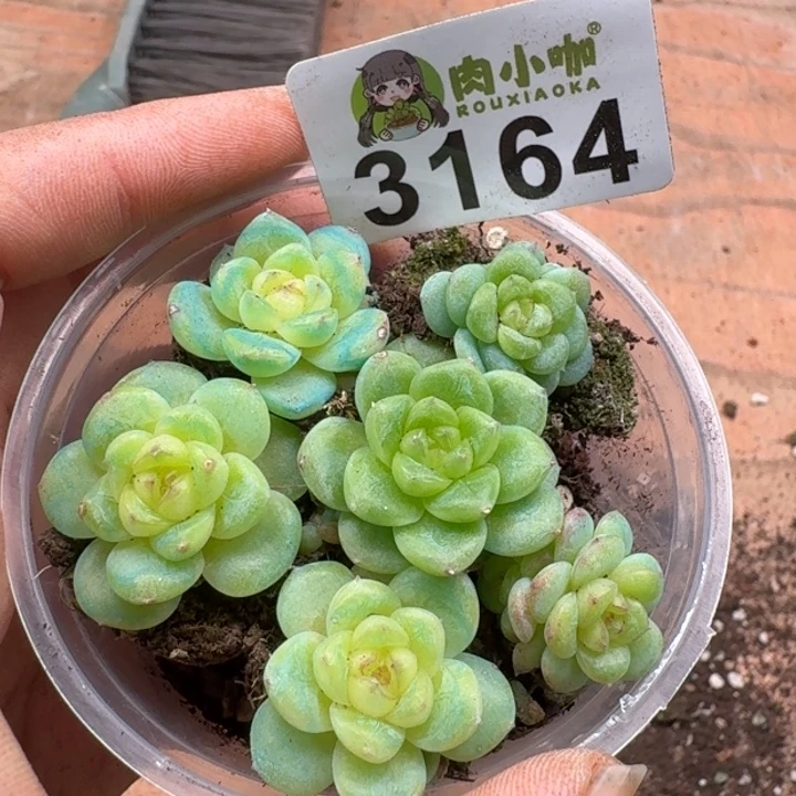 多肉植物多肉植物
