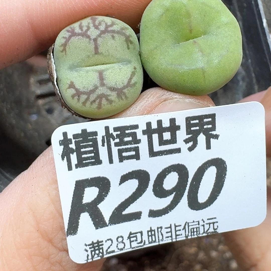 多肉植物的润泽的润泽