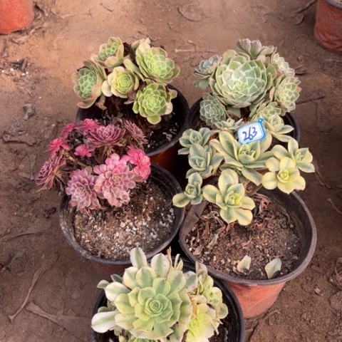 263多肉植物组合,