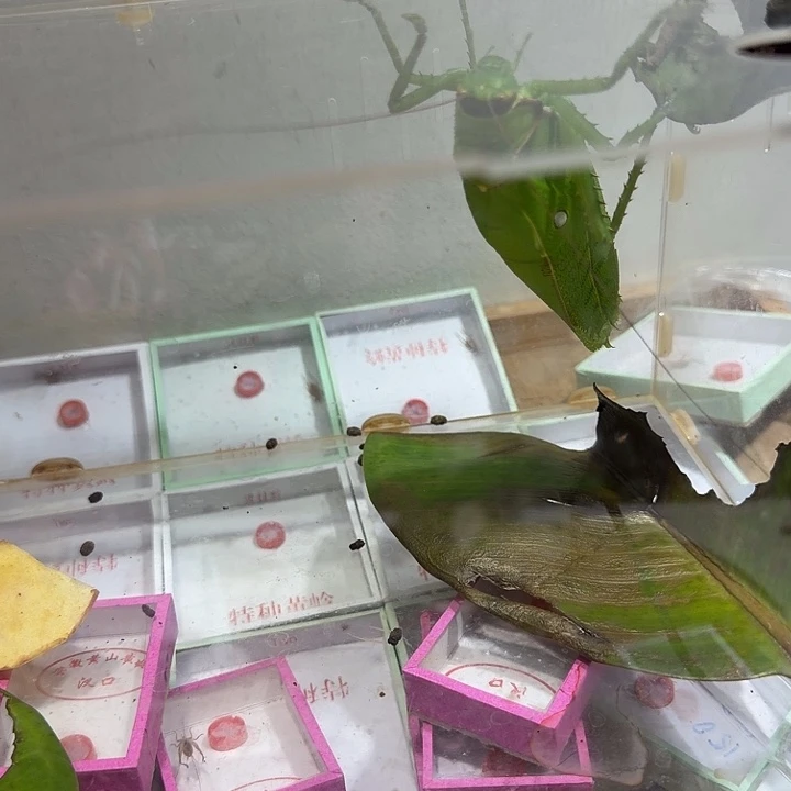 ****酱鸣虫爬宠用具1个绿色