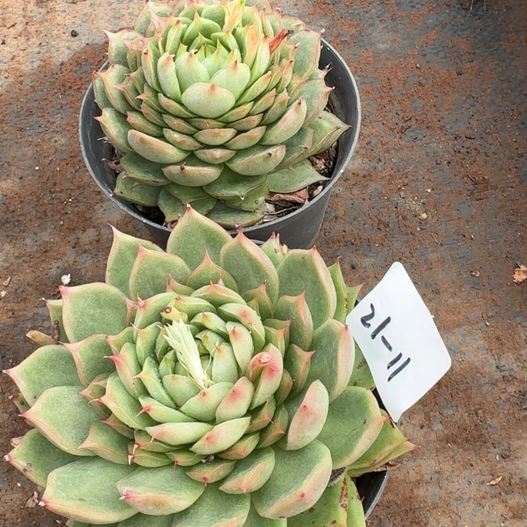 21-11海胆珍妮两颗量拍脱土发货