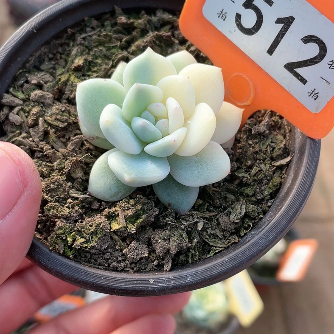 【闪购商品】512号