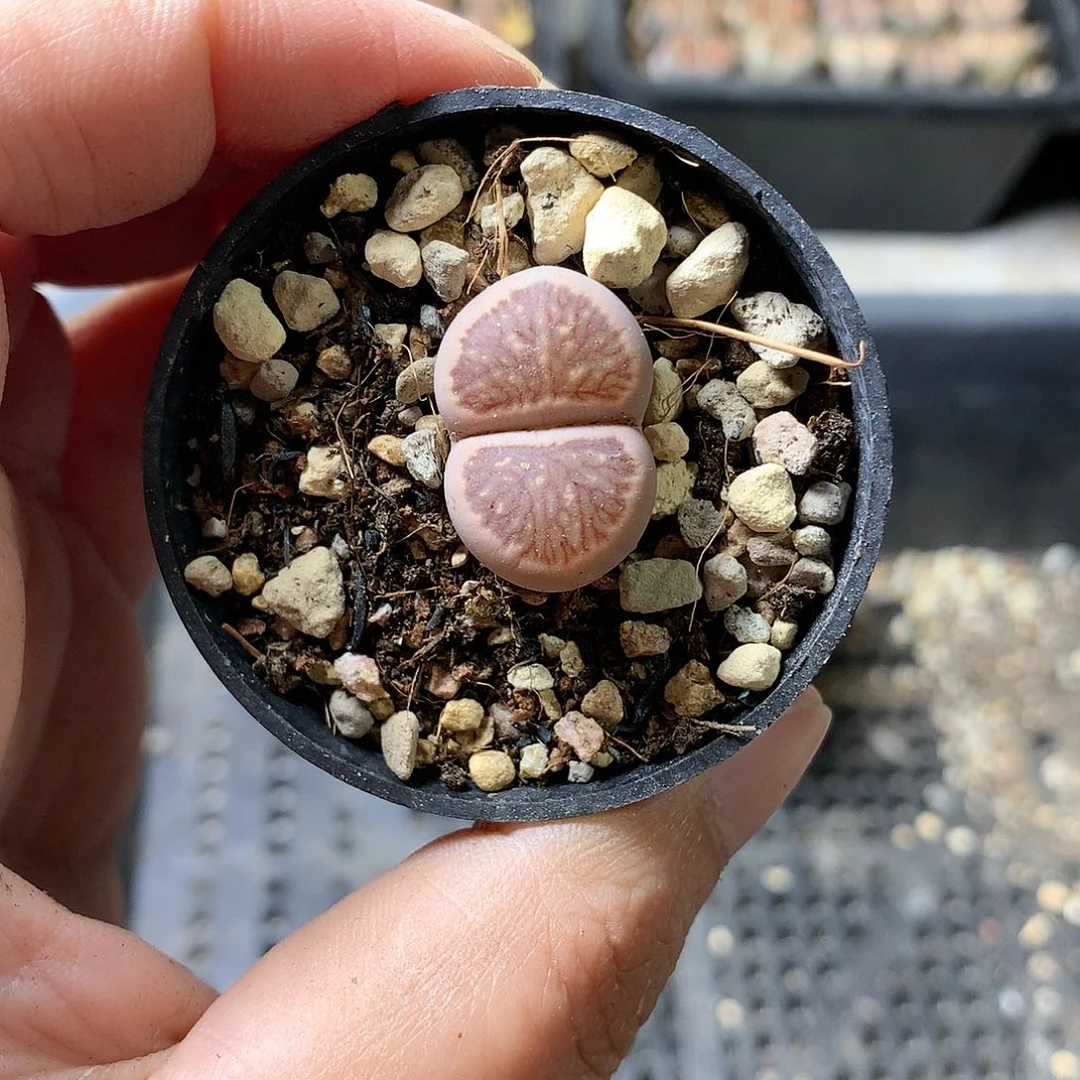 Y207多肉植物保护研究所
