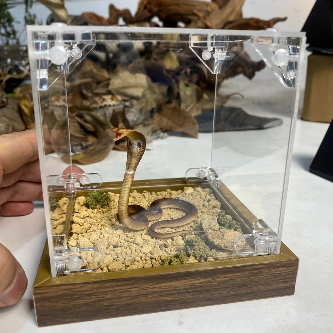 印度眼镜蛇 微缩模型
