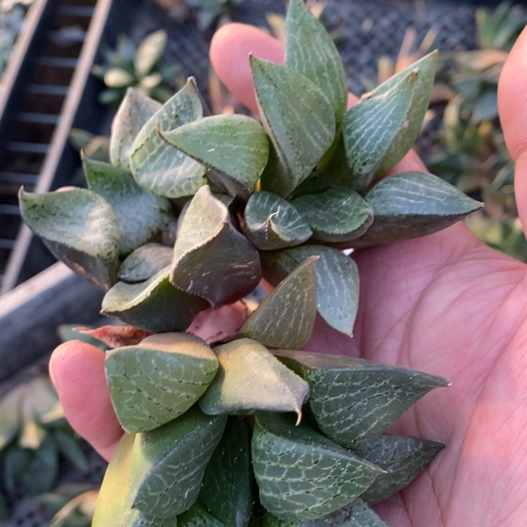 1605 一颗康平 超级福利