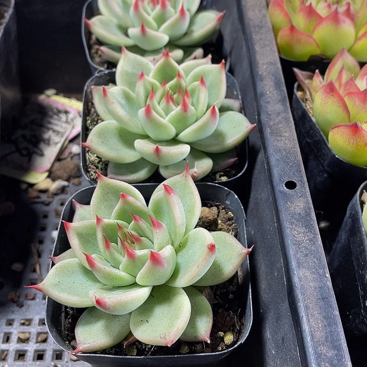 托斯卡带盆土发货