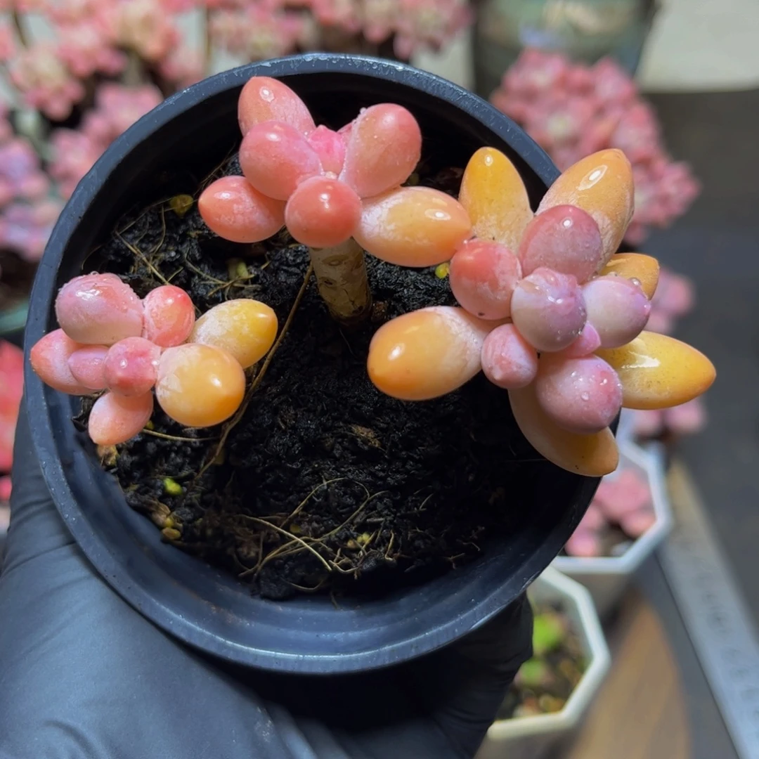 208黄金香水手指奶8厘米多肉