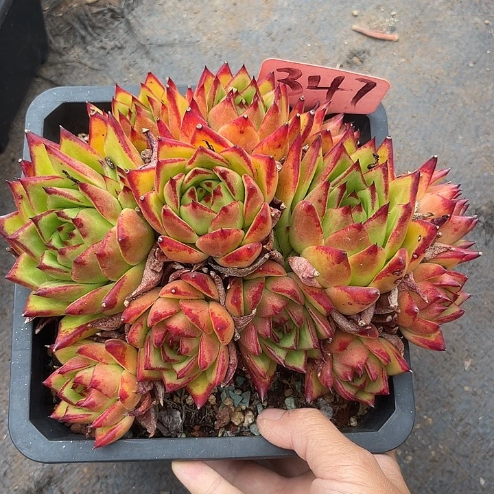 两单包邮，一物一拍347