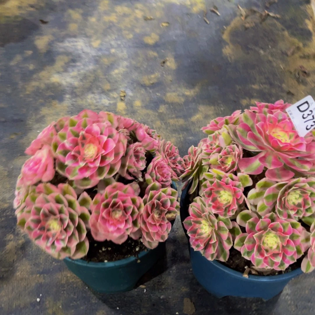 小***鹰37300倾城福利2颗