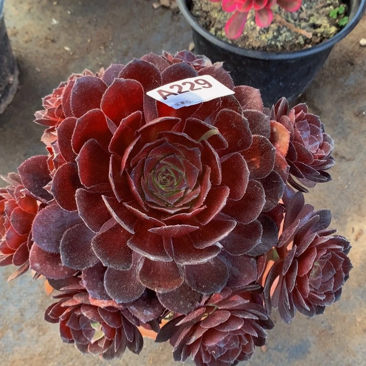 全部花朵239黑美人