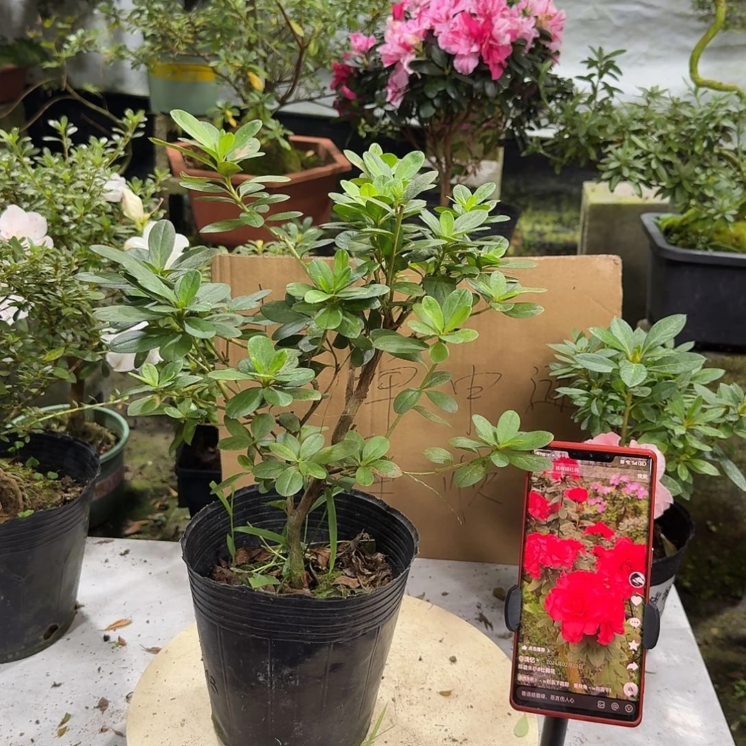 全部花苞非碧朱砂杜鹃花