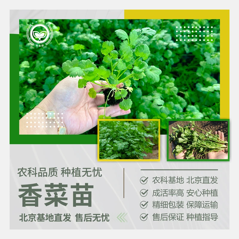 农科院香菜苗芫荽种苗铁杆香菜四季阳台盆栽庭院大叶耐热耐寒菜苗