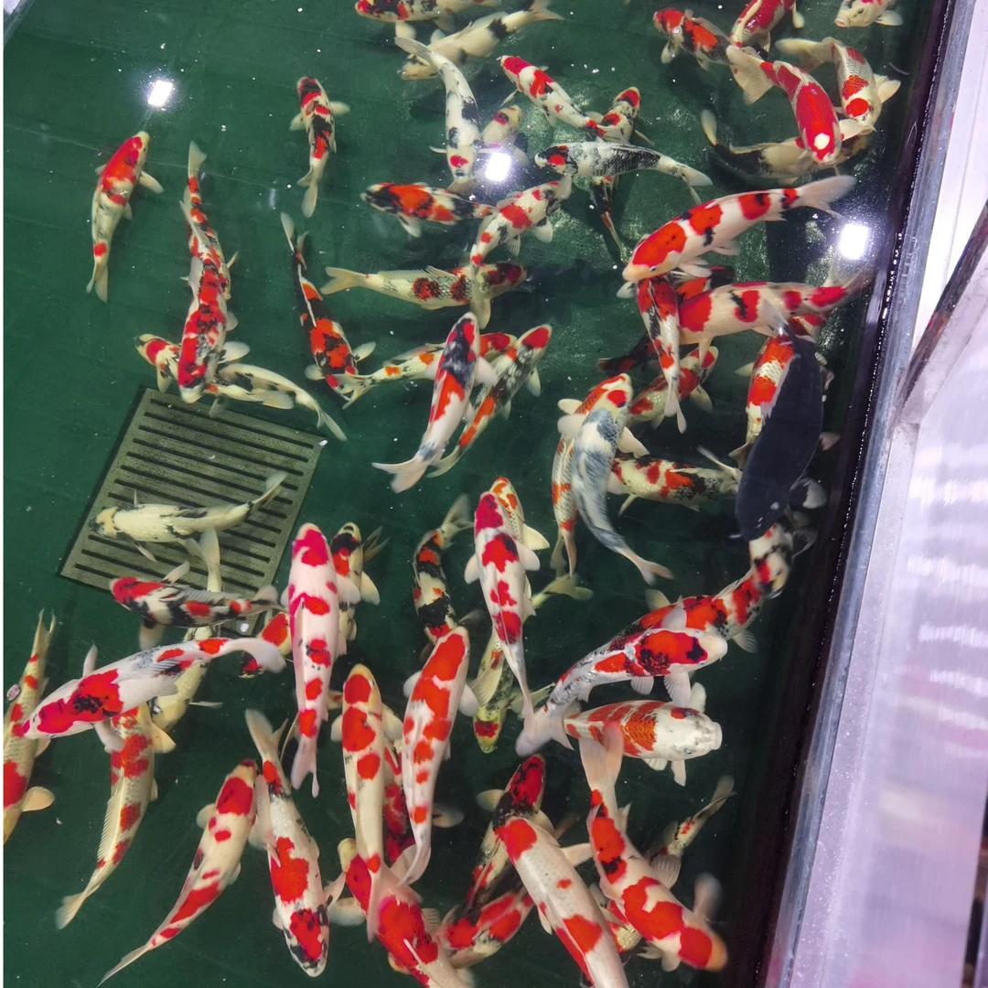 锦鲤直播间 小年精选血统锦鲤