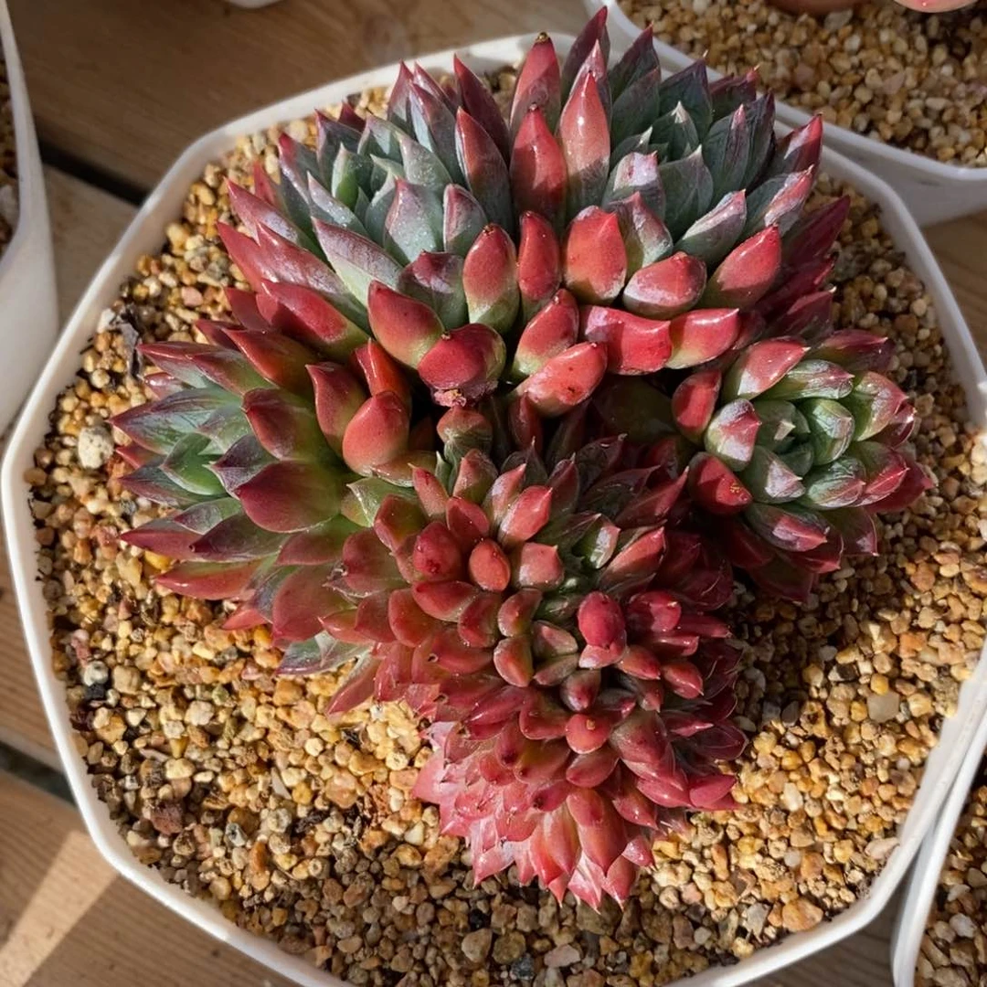 自助下单一物一拍多肉，下滑更多品种选择