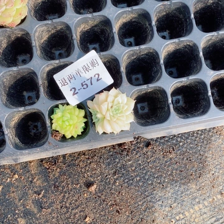 s****✨2-572多肉多肉多肉多肉多肉多肉