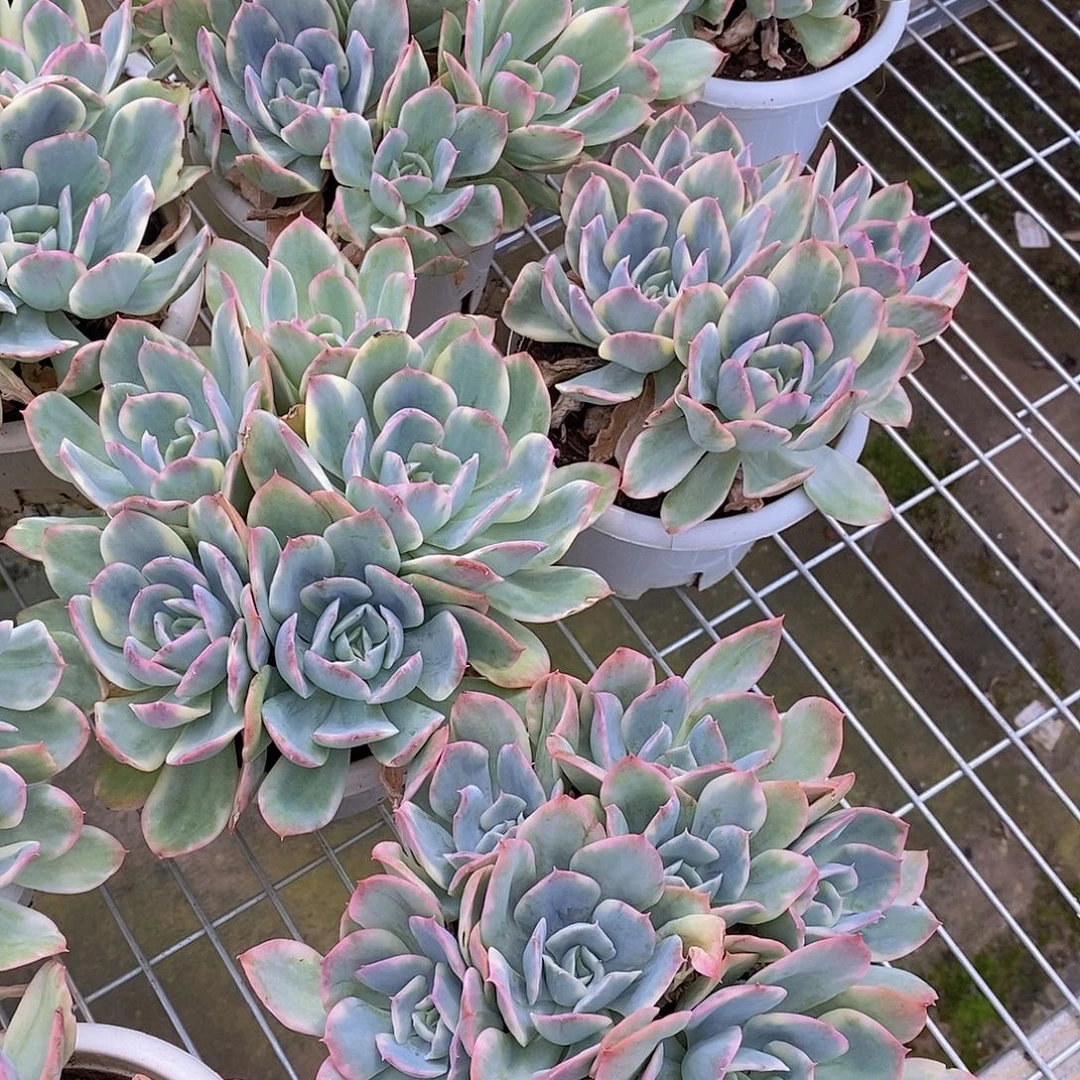 绮罗仙子锦多头大盆群特价