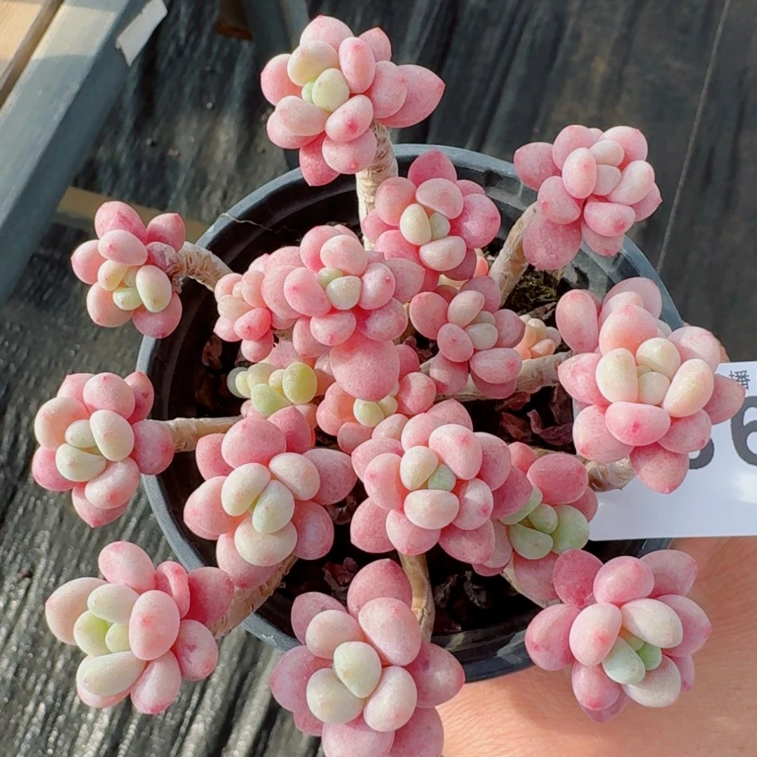 鱼子酱群生      愿你一路坦途，乘风破浪展宏图