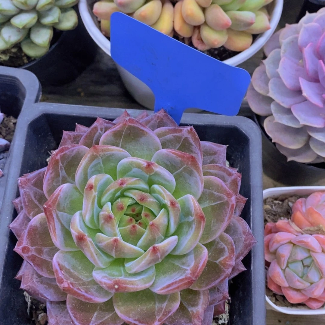 开心多肉破价场，不对比