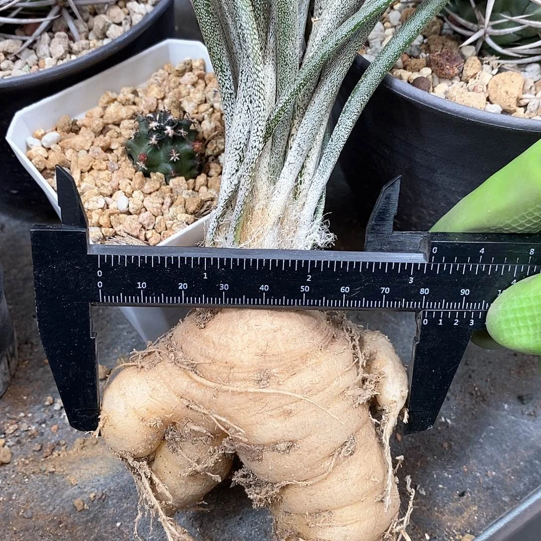 实生美杜莎仙人球