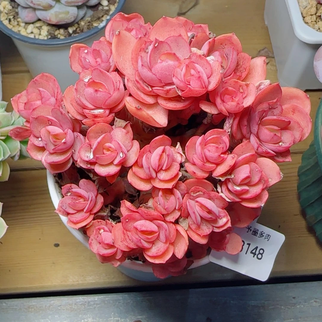 秀妍，8148多肉植物