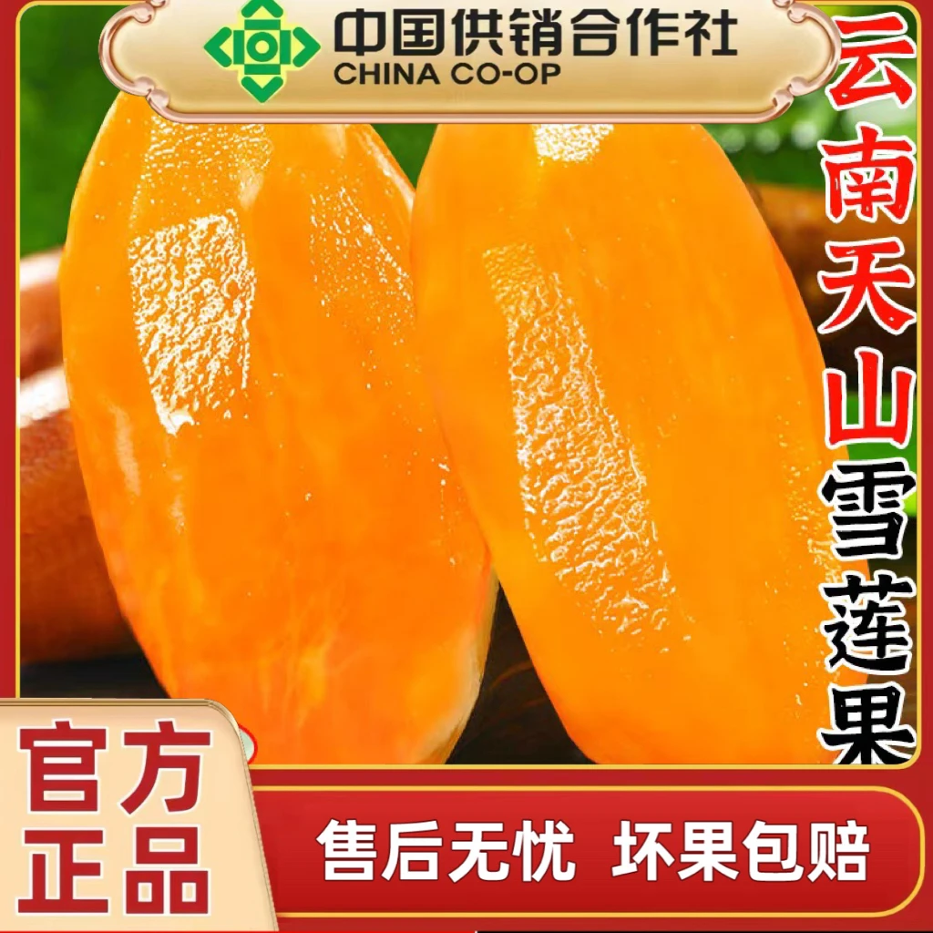 【供销社出品】云南雪莲果皮薄肉脆清甜多汁5斤装