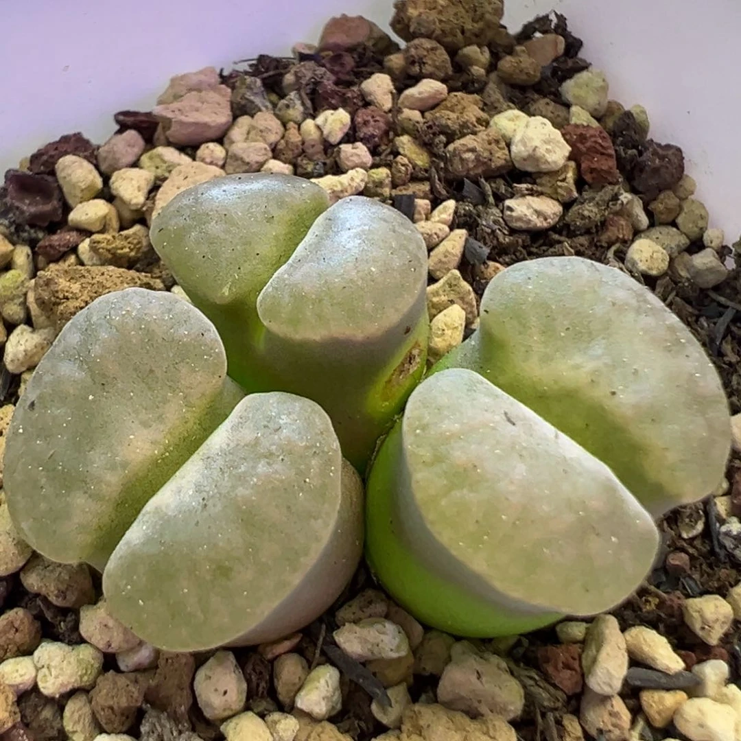大窗 大胖子磁铁 肉锥植物