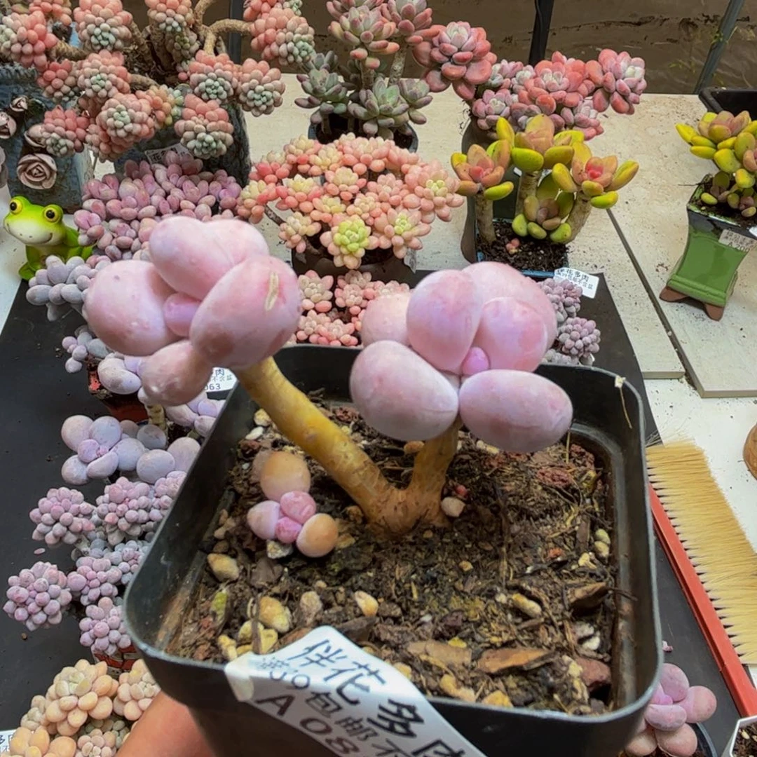 088彩虹奶4cm多肉有伤