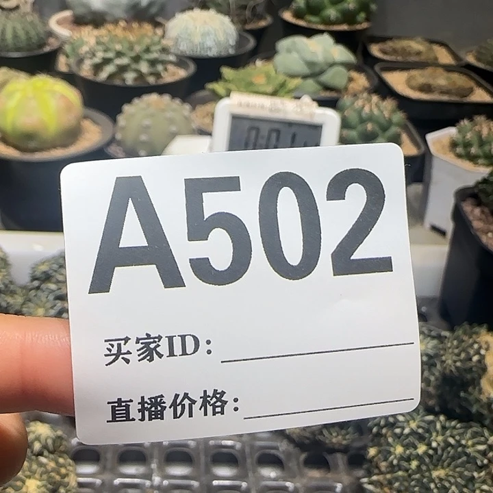 ****g实生仙人球特价一颗