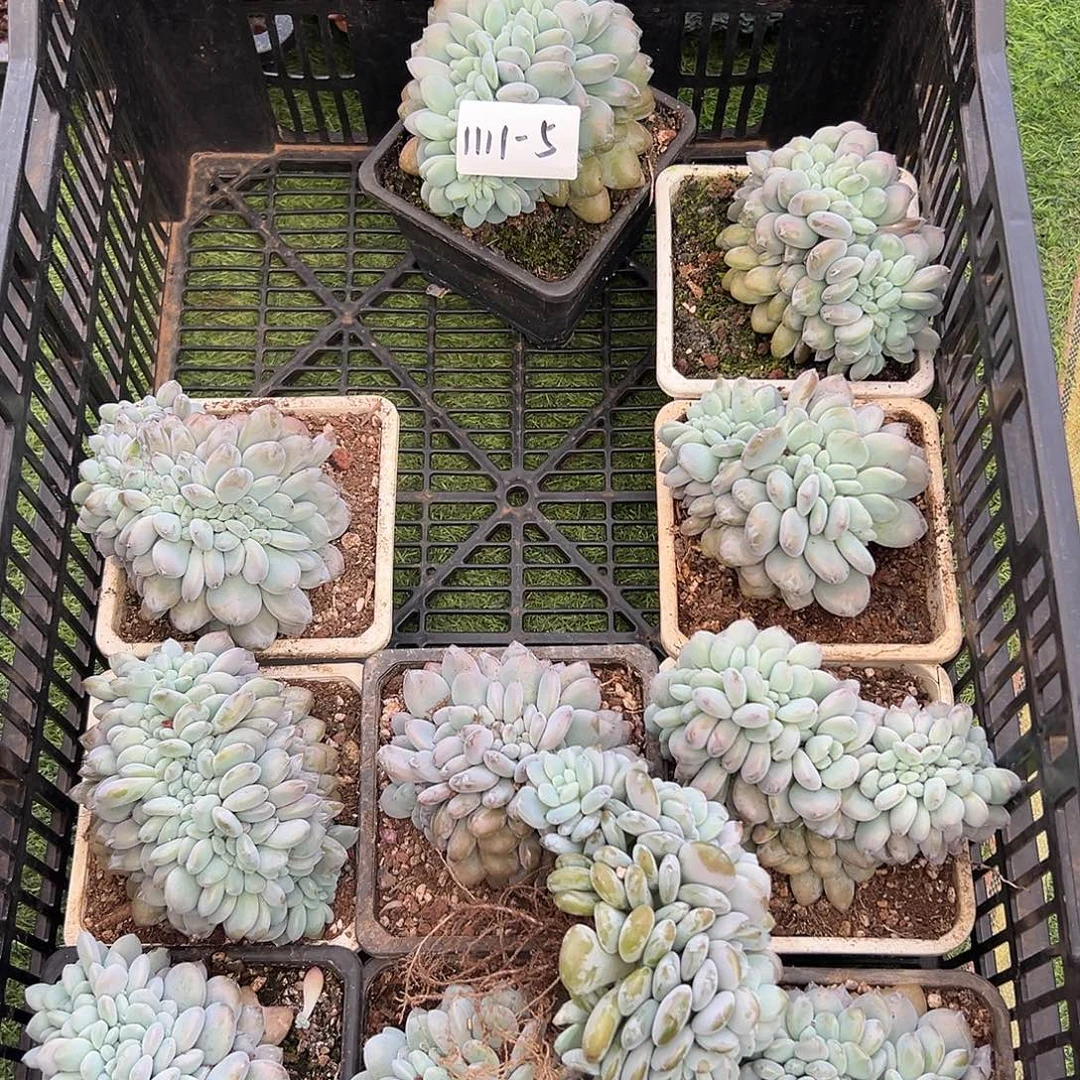 1111-5奥橙缀化平切随机