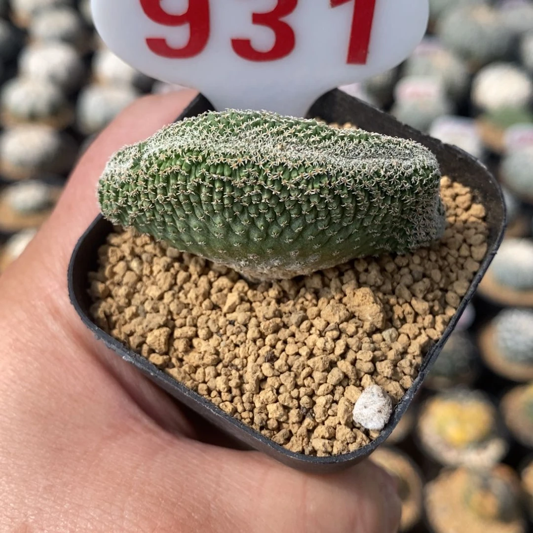 931菊水缀化福利