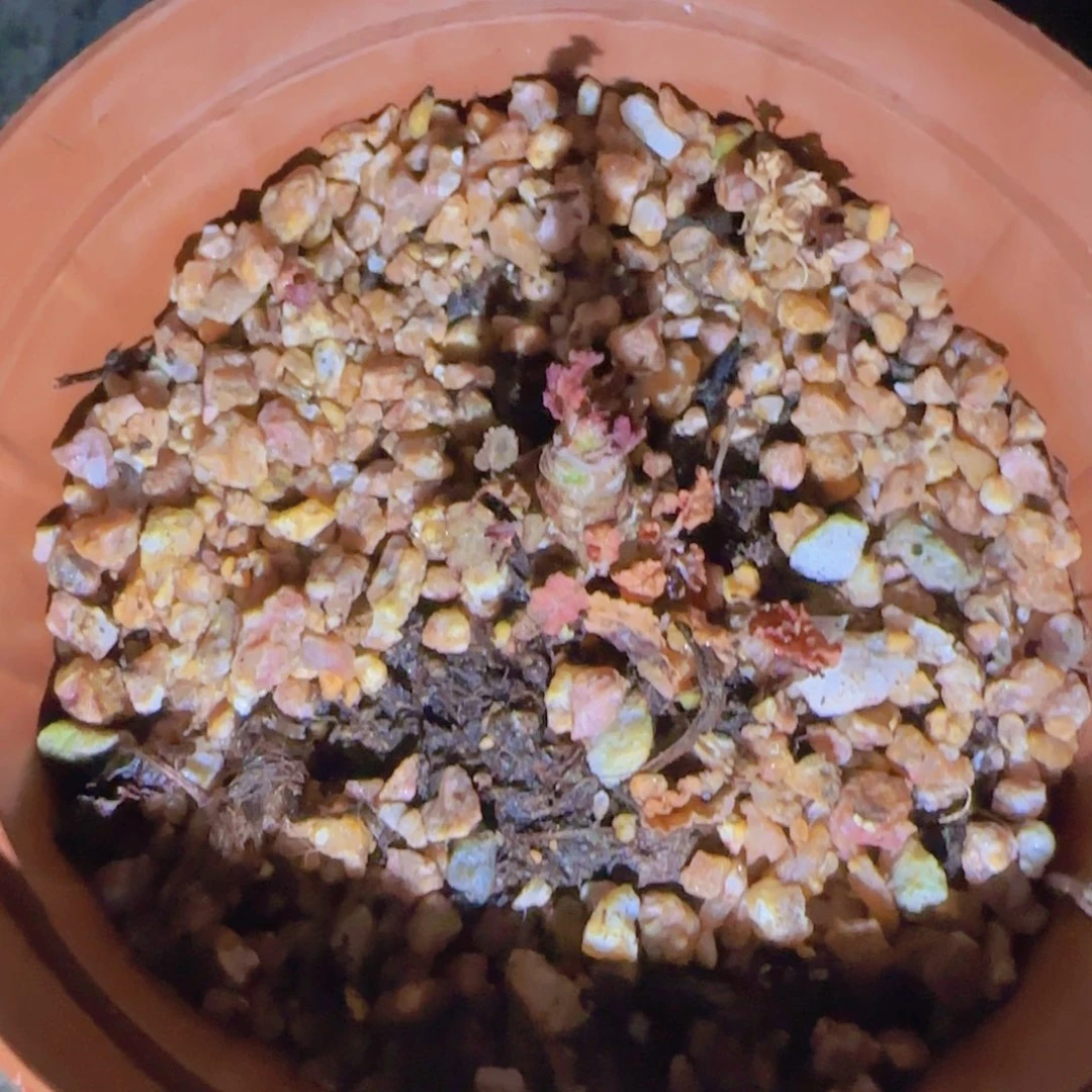 ?*迪块根植物块根植物块根