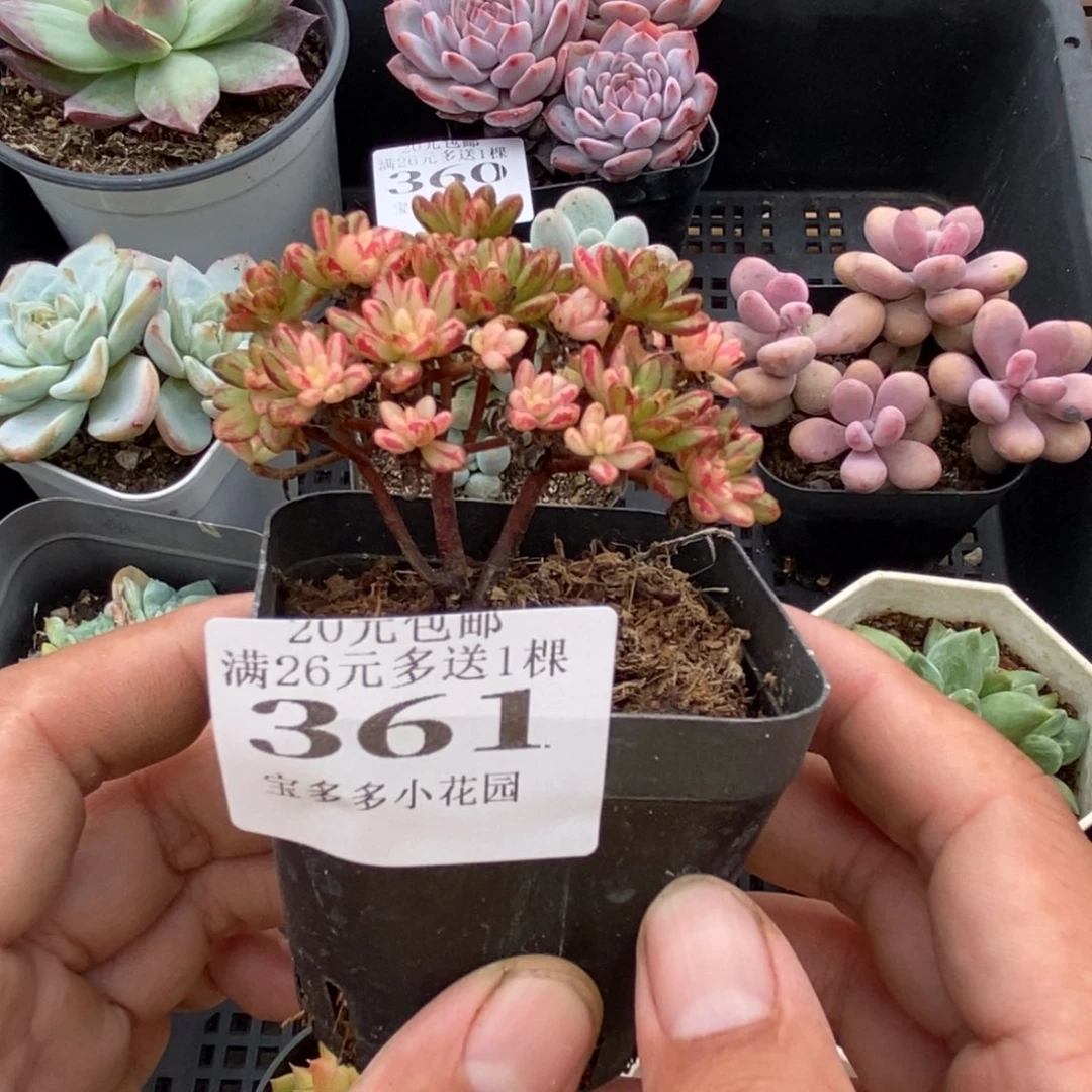 小人姬锦一物一拍多肉满20元包邮满26送一颗下午发
