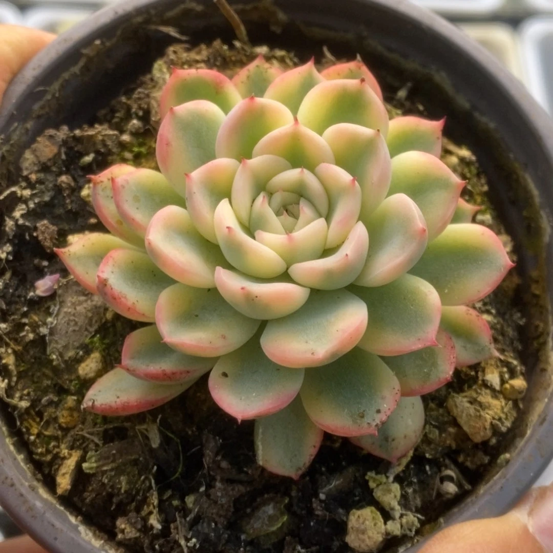 703沙罗姬杂锦锦锦锦锦