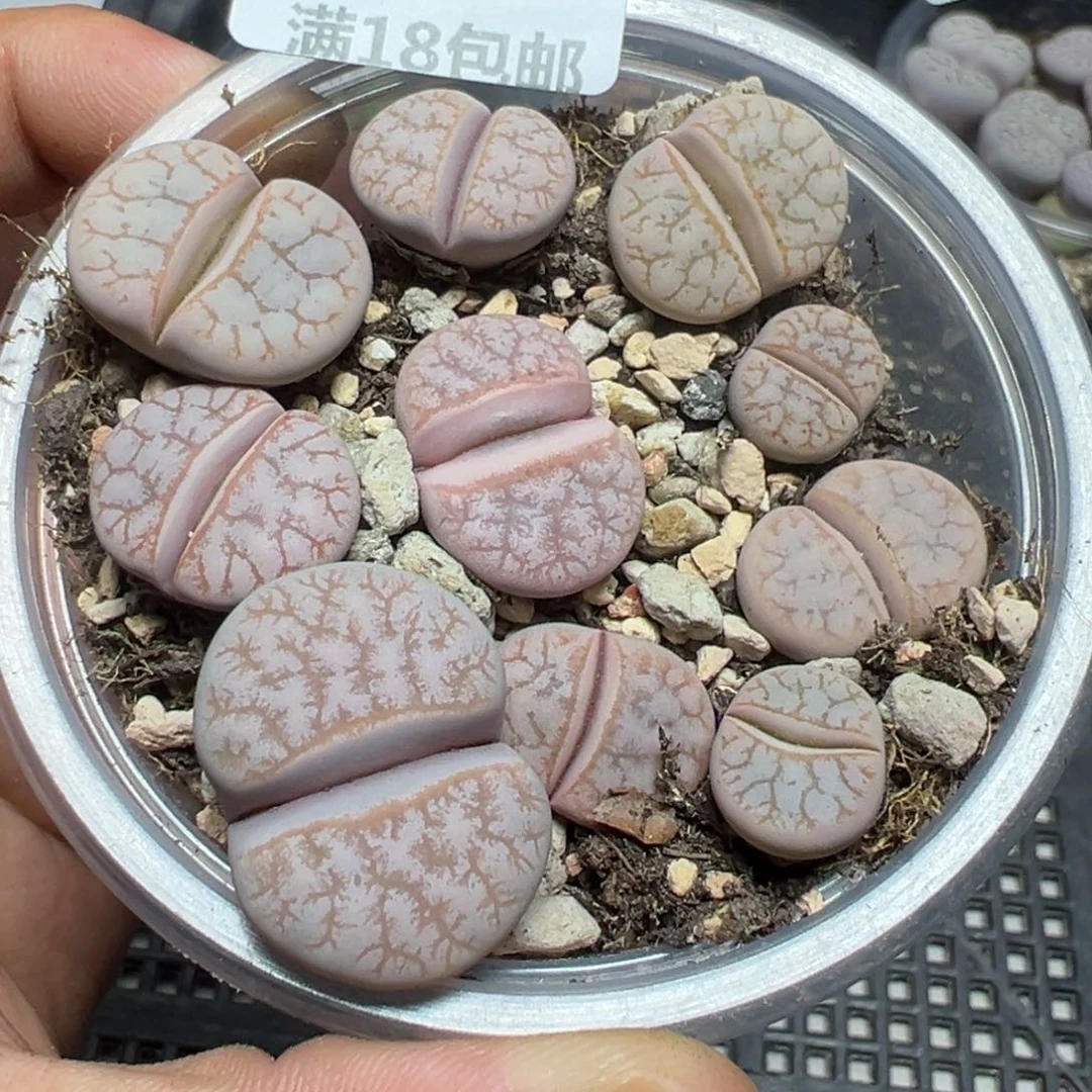 【闪购商品】 1037。