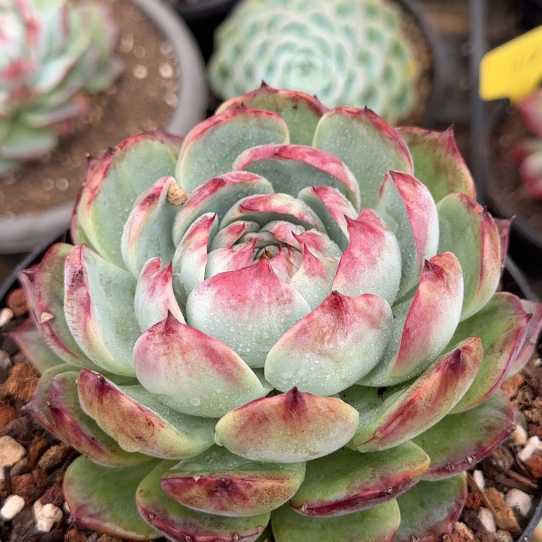 包子花脸惊鸿一物一拍包装收缩花旱