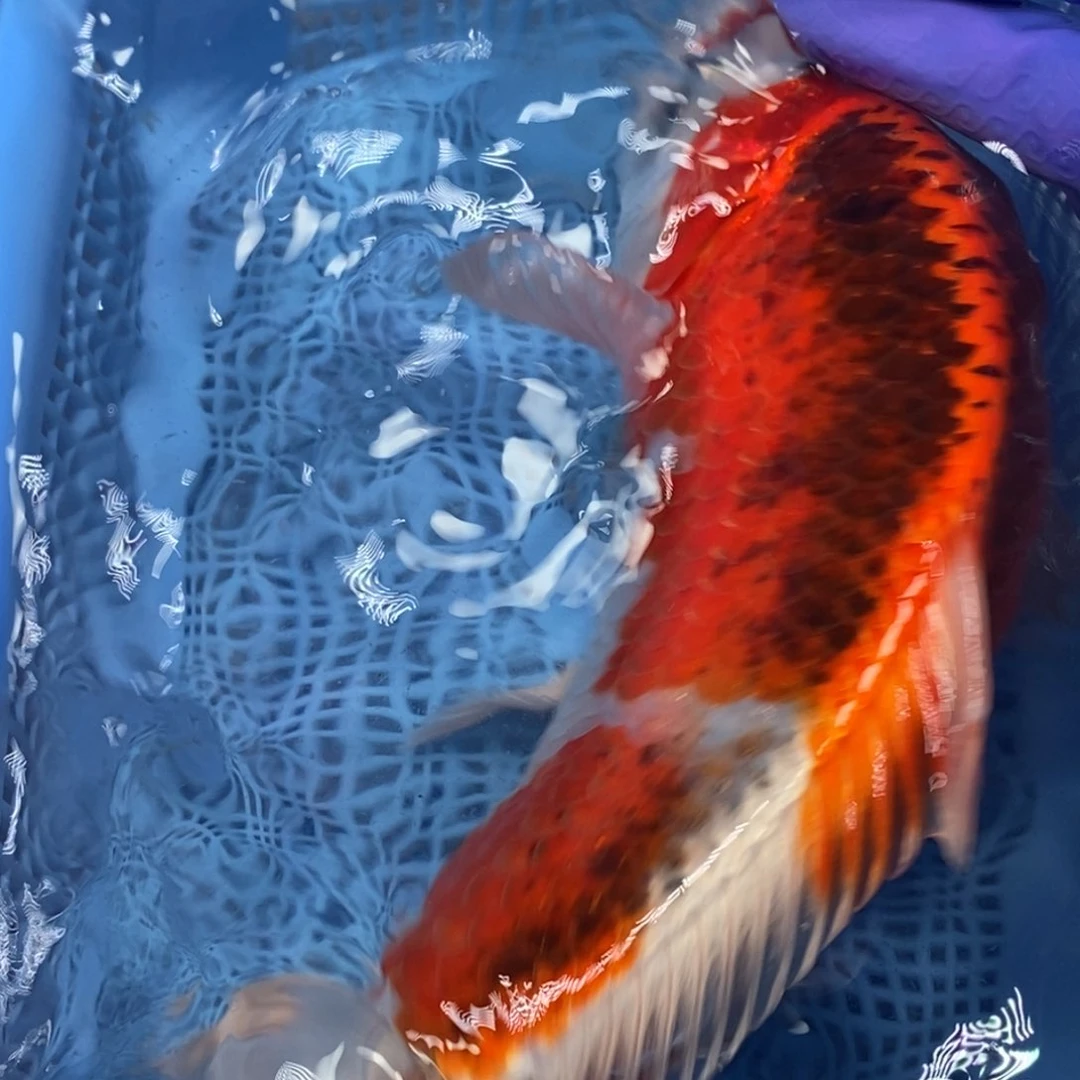 锦鲤冷水锦鲤包邮