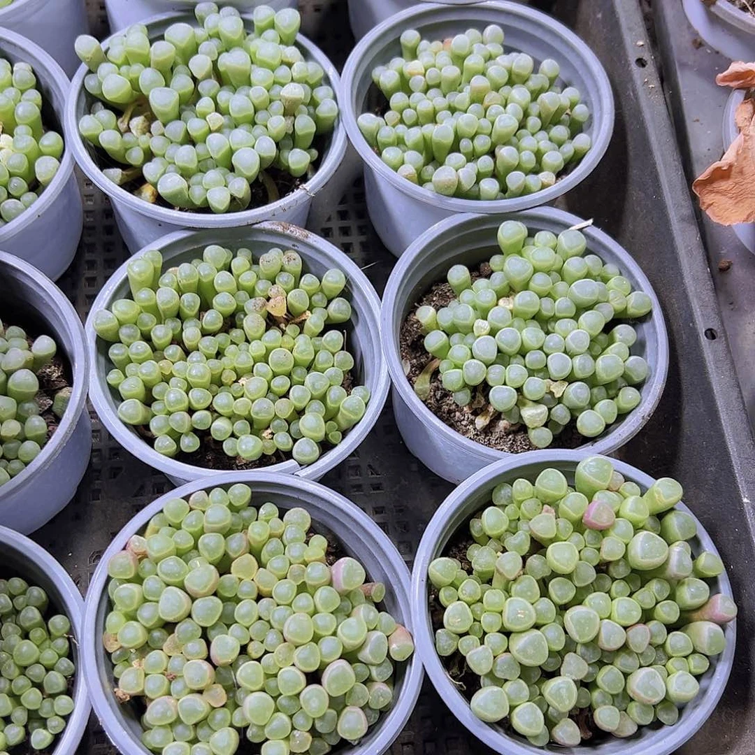 大五十铃玉19包邮多肉