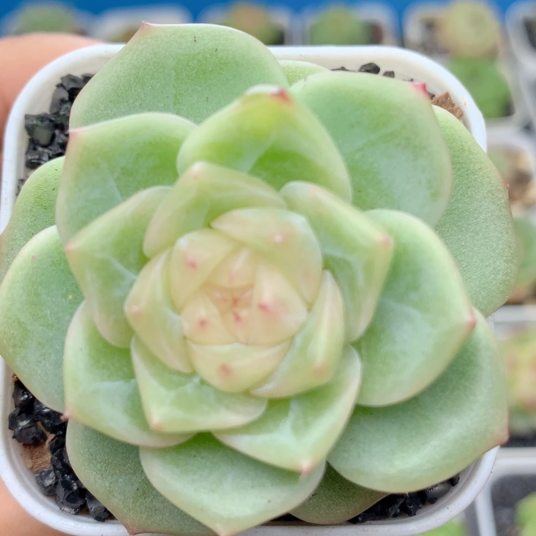 58包邮  群生不包整70