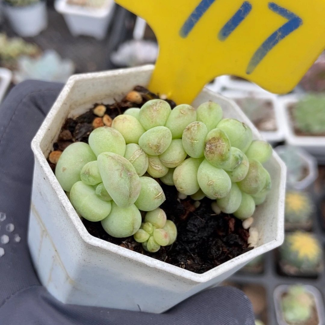 717阳光玫瑰多肉植物