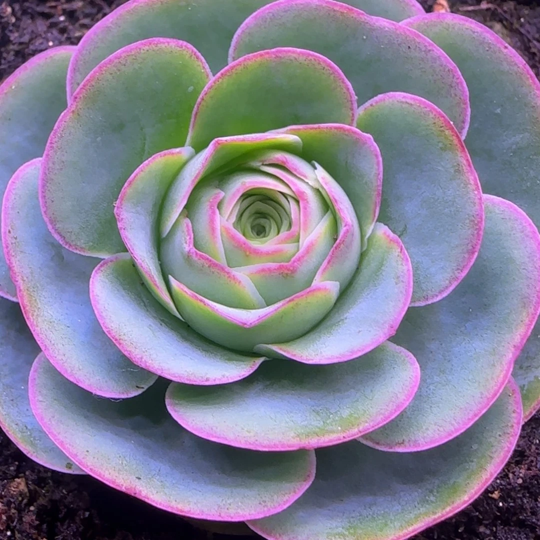 王妃玫瑰5.8厘米11242424242