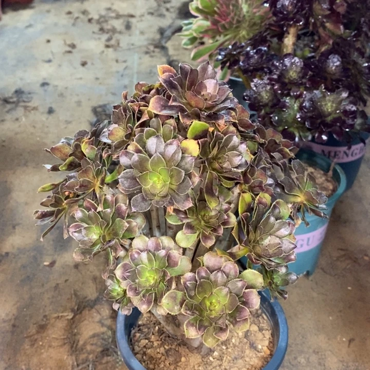 灰豆多肉植物74。