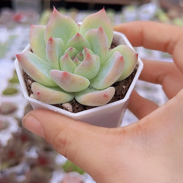 白拉糖带盆19包邮多肉