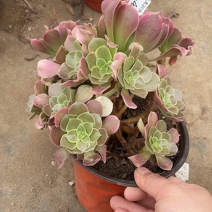 430香妃多肉植物福利