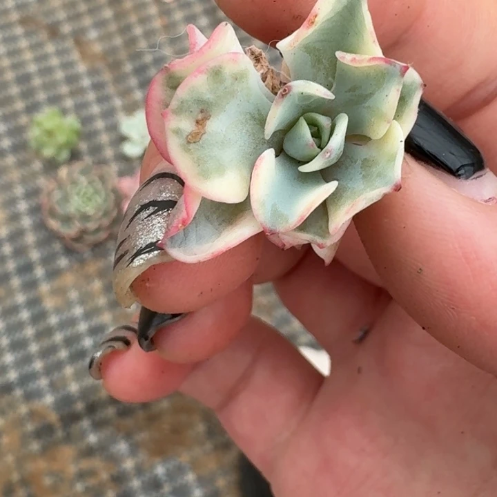 奶油仙子一物一拍