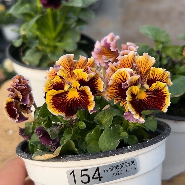 红陶抖音直播闪拍154