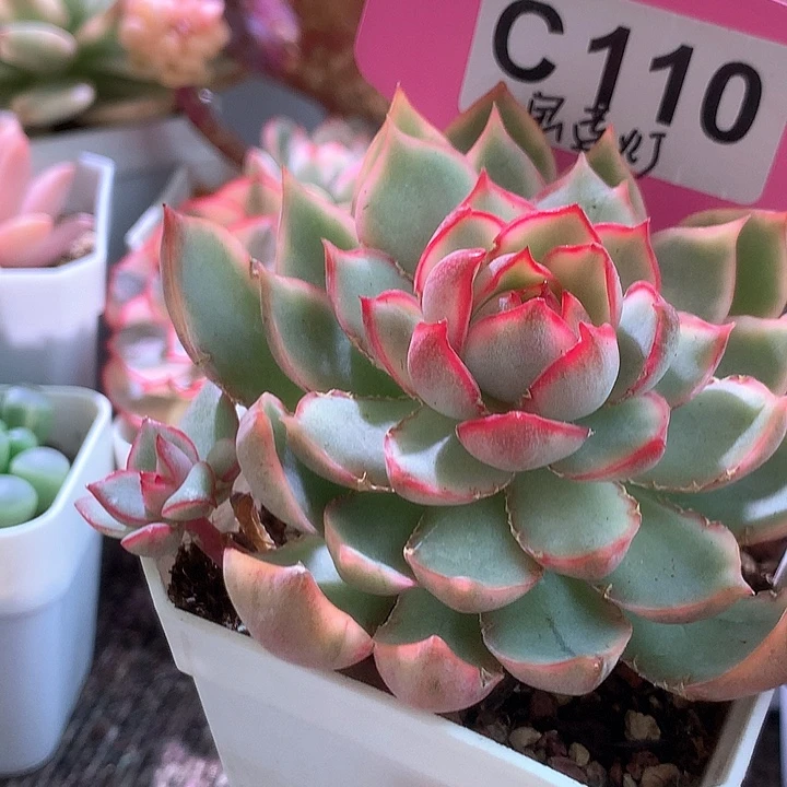 宝莲灯覆轮锦有根