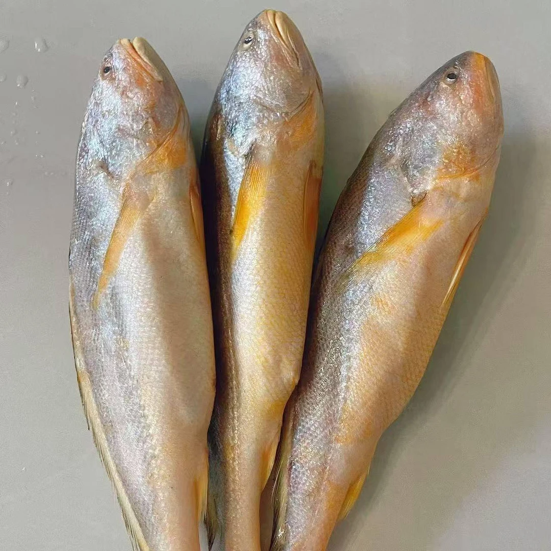 肉质鲜嫩野生海黄鱼 每条0.9-1.1斤左右顺丰冷链直发到手5条 W