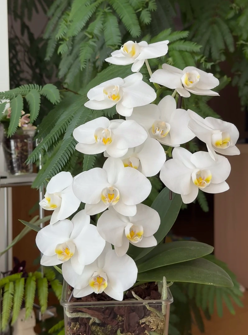 《阿玛》蝴蝶兰3.5寸4-5支花剑（叶片微瑕介意勿拍）