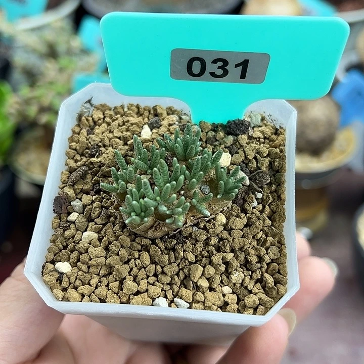 韧锦产地多肉植物多肉植物